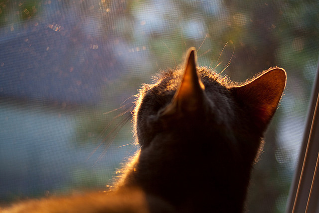 开云体育官网在线-世界青少年运动会引领青少年体育新风尚，世界青少年运动会引领青少年体育新风尚吗