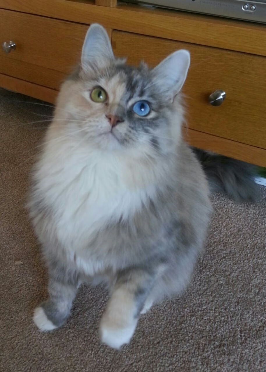 开云体育链接-中国足球门将反应时间与扑救角度关系，世界足球门将扑救视频