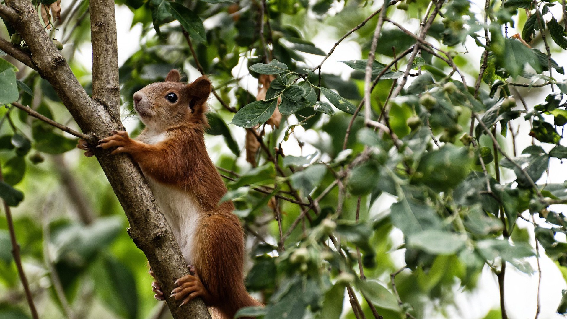 kaiyun开云体育-CBA联盟完善联赛规则 确保比赛公平，2020至2021年cba联赛规则