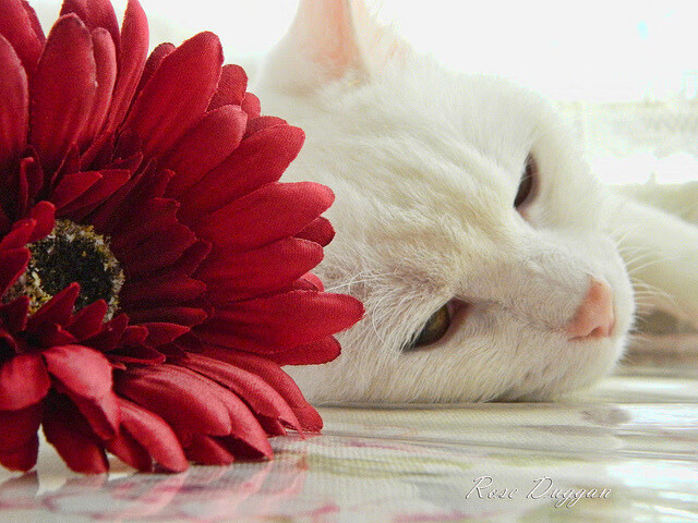 开云体育在线官网-中国女篮建立核心战术体系提升执行力，中国女篮战术分析