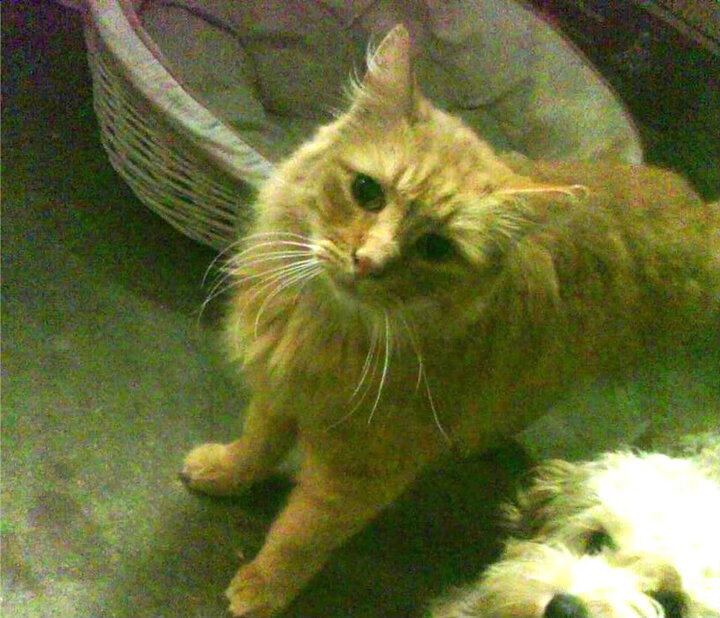 开云体育官网上-威尔士青训与全球接轨，球员培养走向国际化，威尔士这个球队怎么样