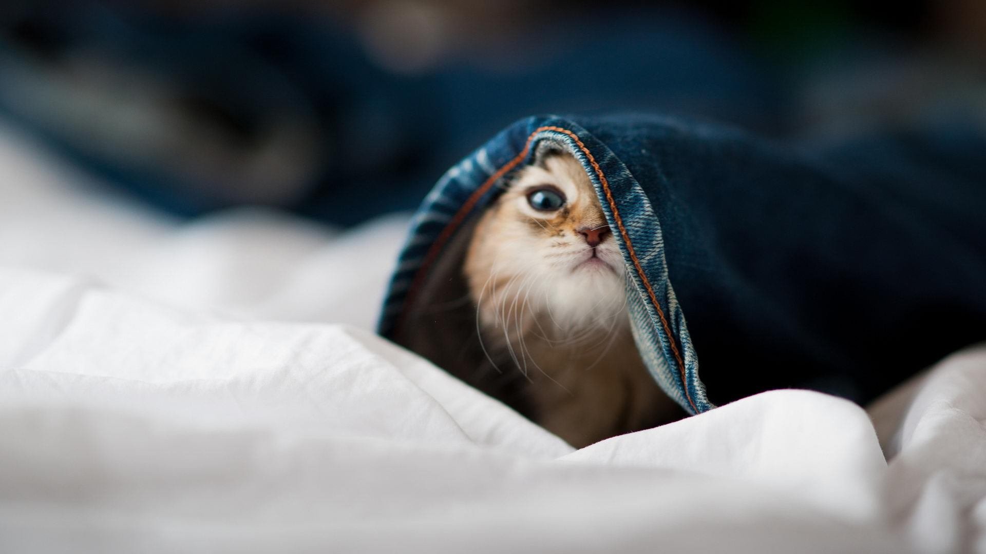 开云体育登录-立陶宛女篮在欧洲锦标赛中挺进决赛，传统强队再续辉煌，立陶宛女篮 日历