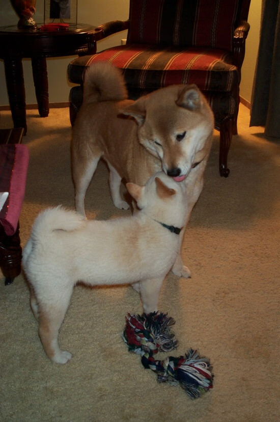 开云官方网-中超联赛观众满意度提升策略，中超 观众