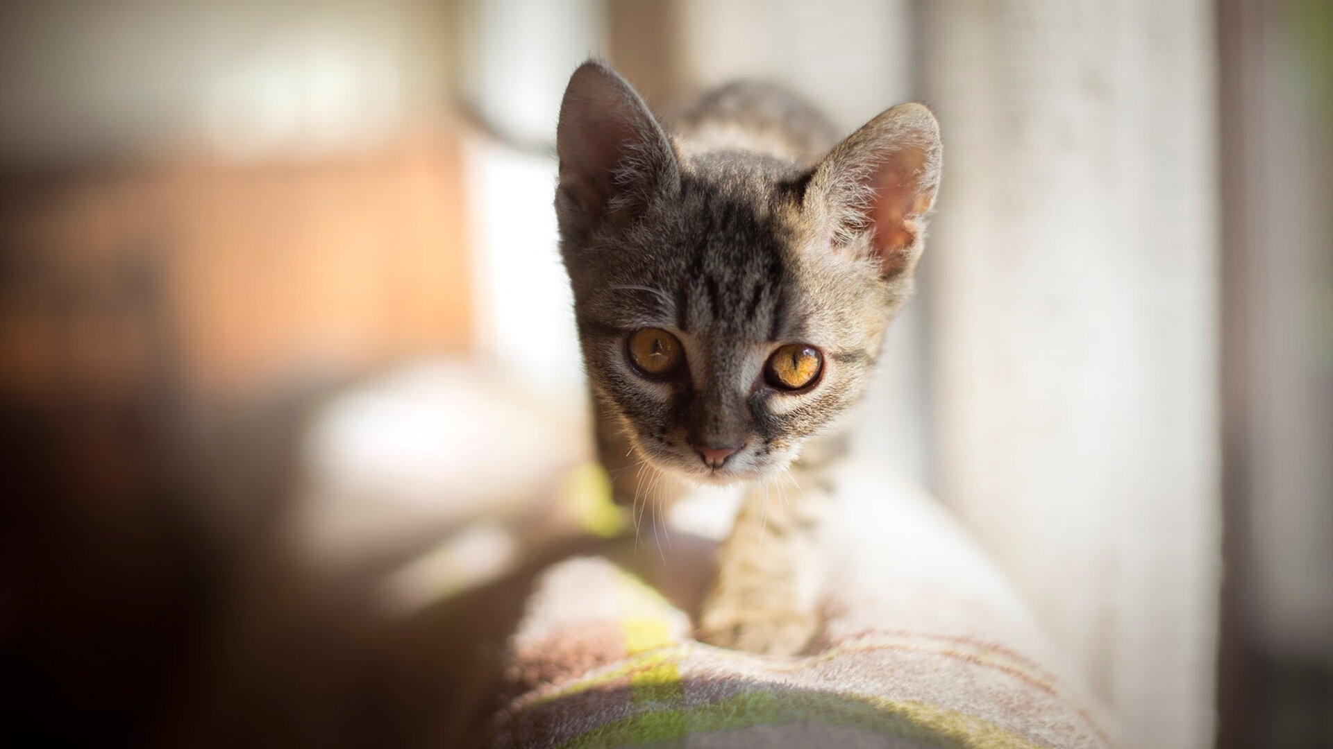 开云体育下载-五大联赛战术素养成为选人新标准，五大联赛技术特点