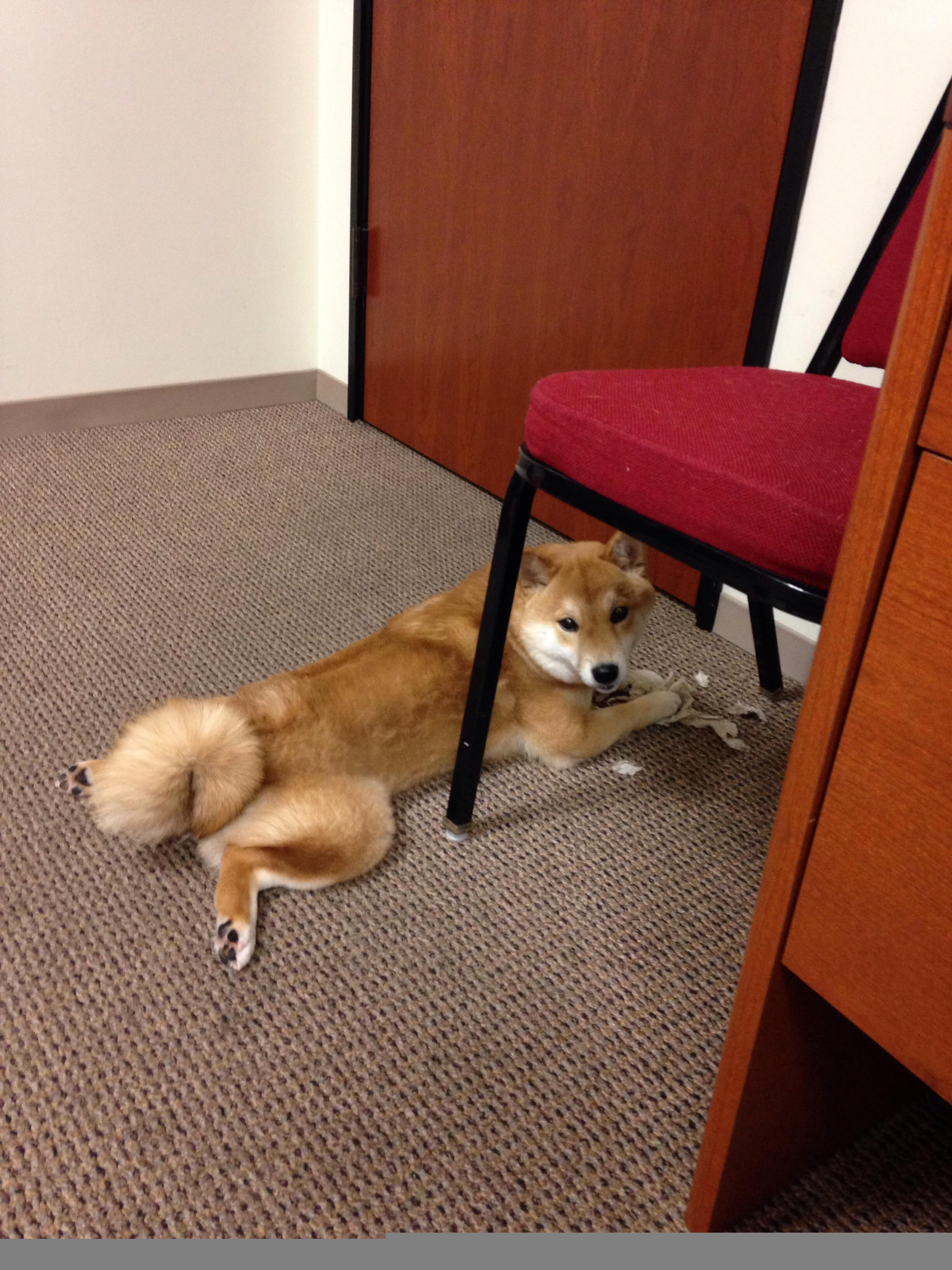 开云体育-决赛尾声：美国追分仍被终结，美国比赛赛程