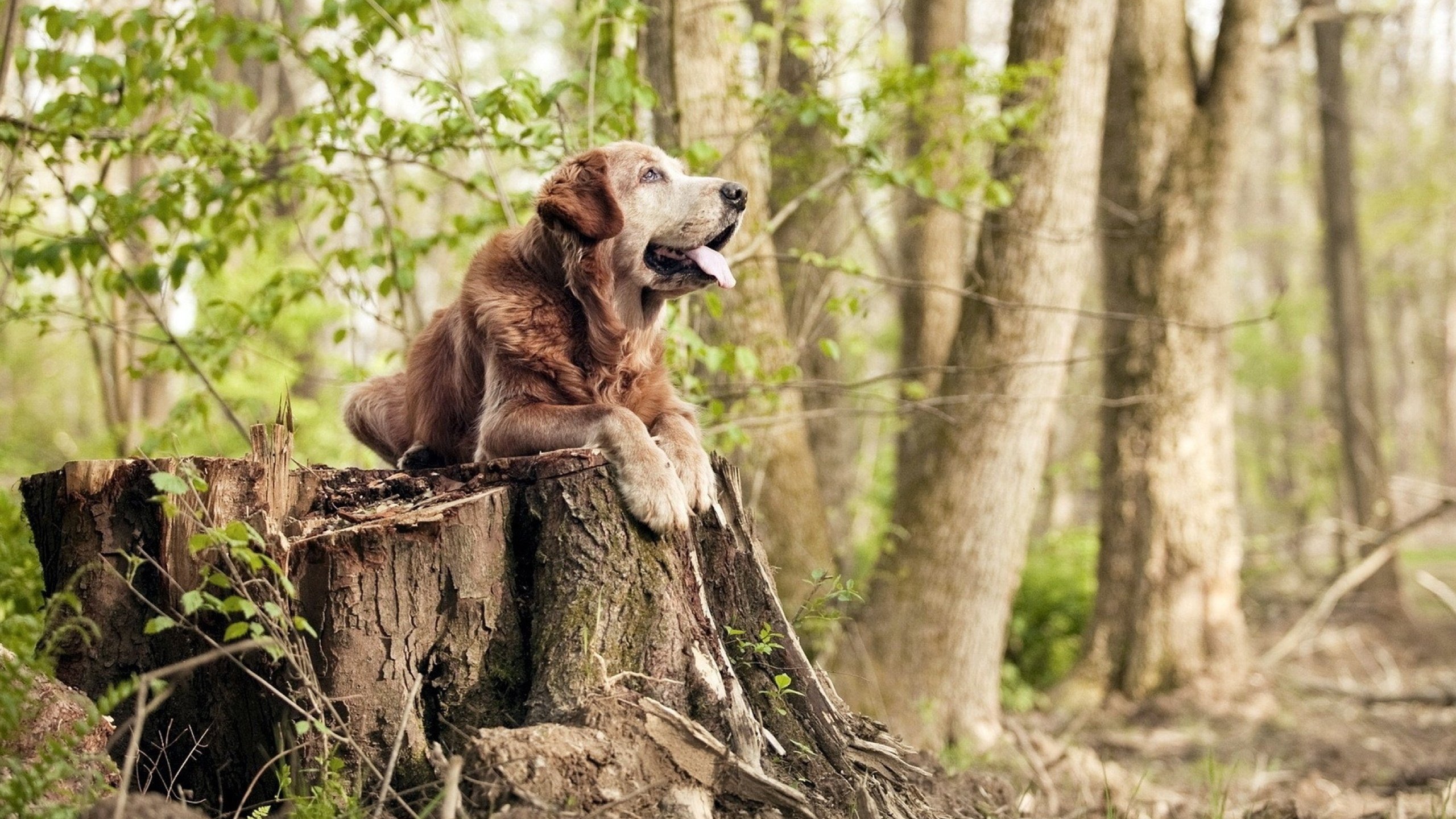 开云体育app-博塔弗戈新星突破成亮点，博塔弗戈vs福塔雷萨